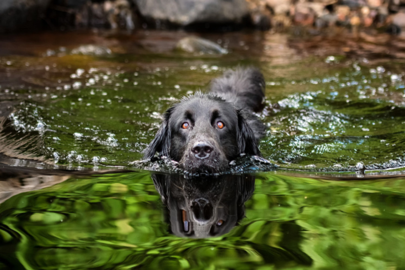 pas pliva u jezeru